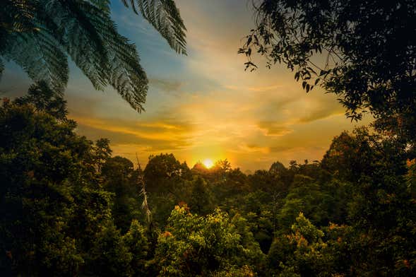 Trilha pelo Parque Nacional Corcovado