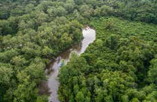 Tour en kayak por los manglares del río Sierpe