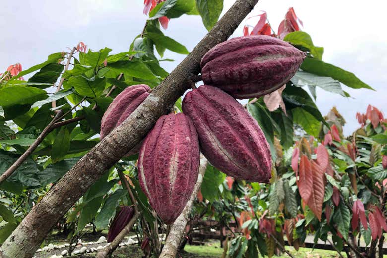 Baccelli di cacao
