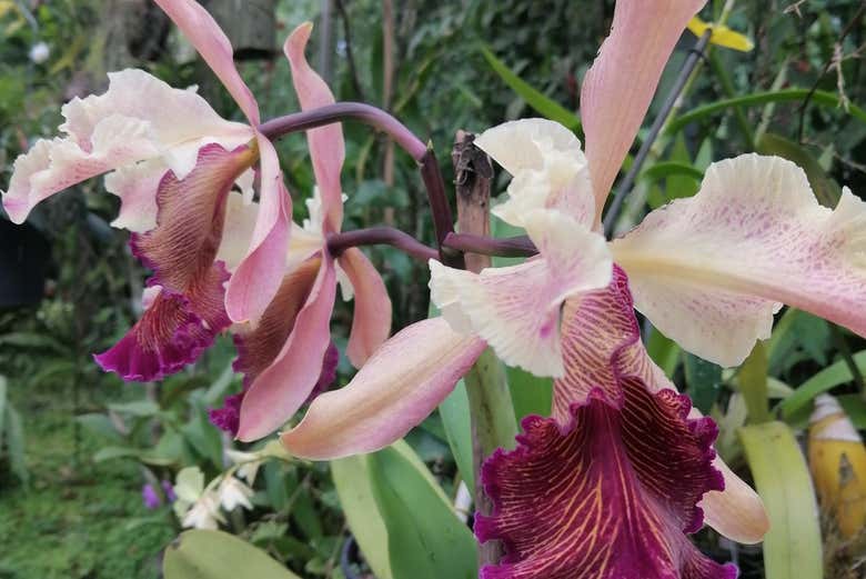 Discovering the unique beauty of the orchids