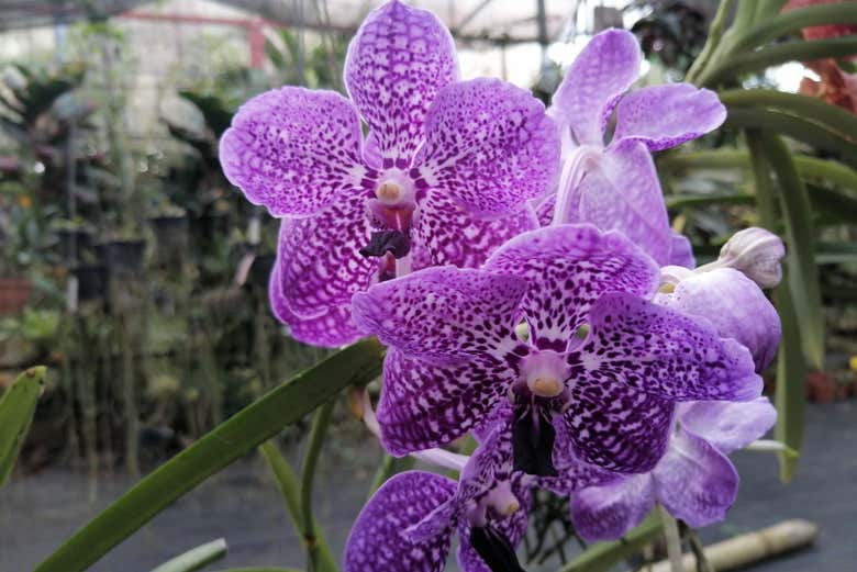 Orchids in the Caribbean Botanical Garden