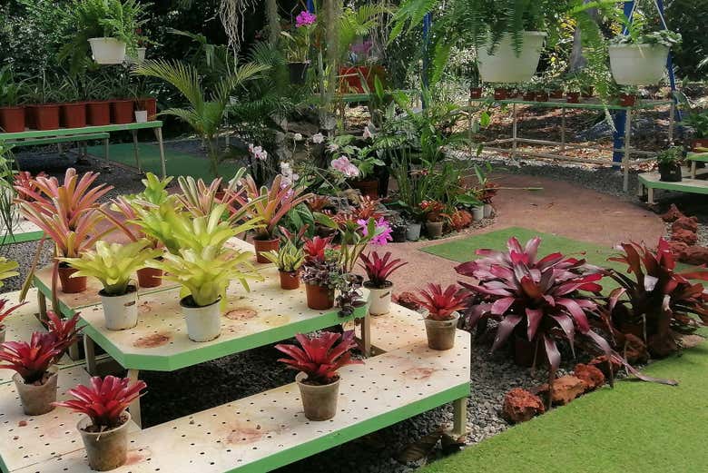 Plants of the Caribbean Botanical Garden