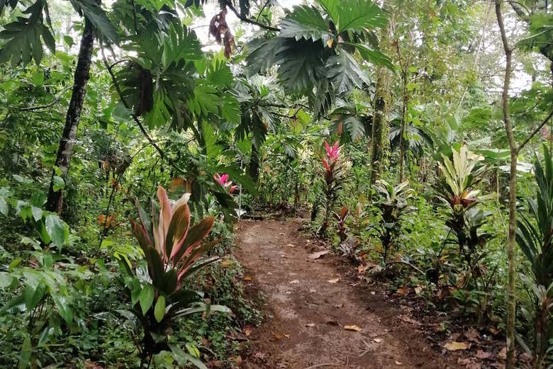 Paths through tropical plants in the Caribbean Botanical Garden
