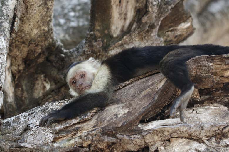 Contemplando um simpático macaco
