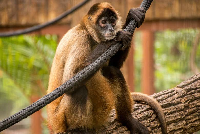 Monkey in the Diamond eco park