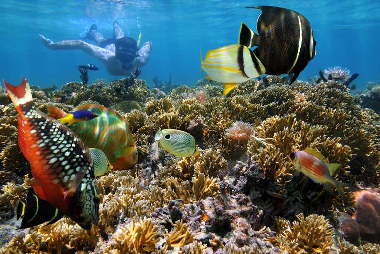 Admirez les fonds marins du Costa Rica