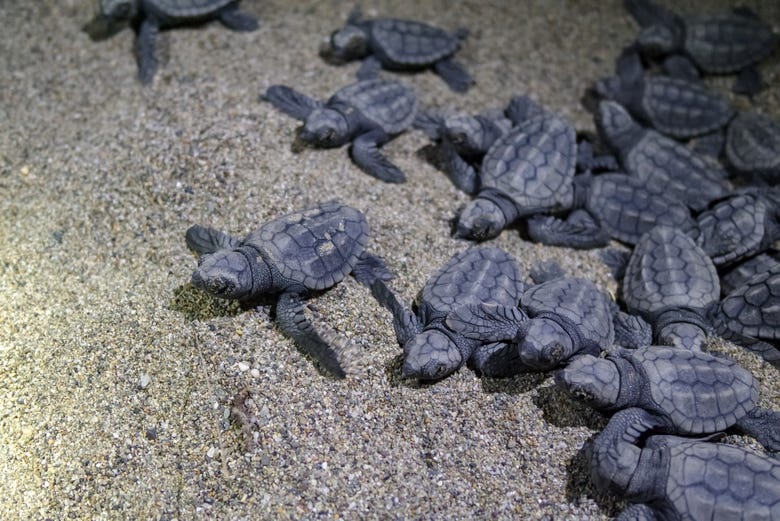Crías de tortugas en la playa Mina de Guanacaste