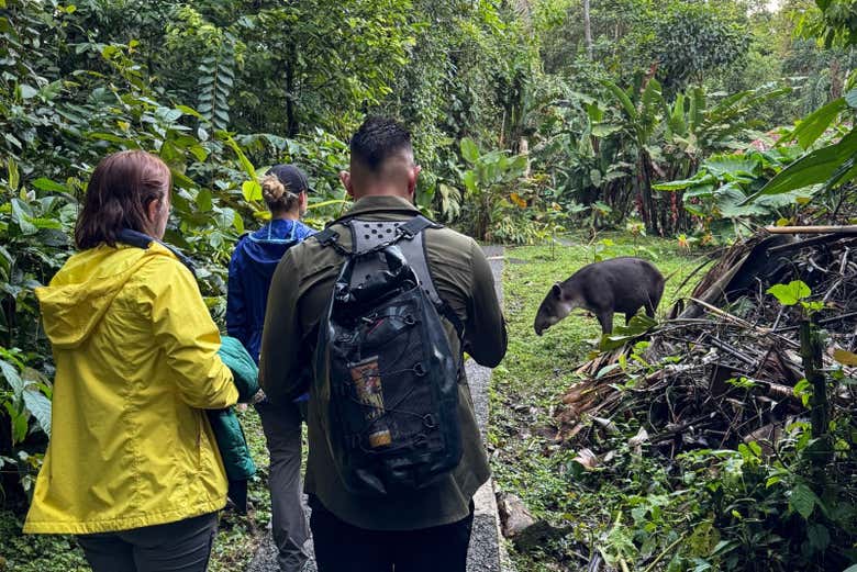 Osservando la fauna locale del parco Rainforest Atlantic