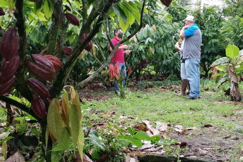Plantações de cacau