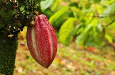 Tour del chocolate por Guápiles
