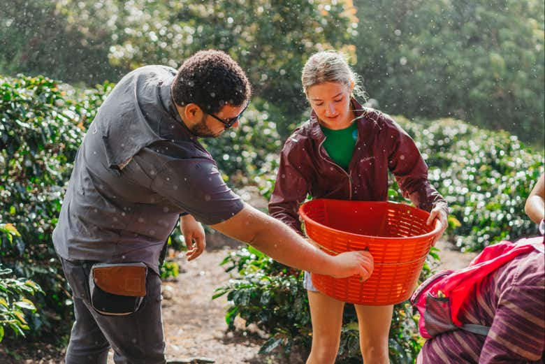 Você sabe como selecionar os melhores frutos do café?