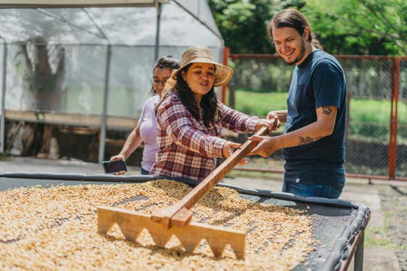 Visite sur le thème du café à la plantation Britt