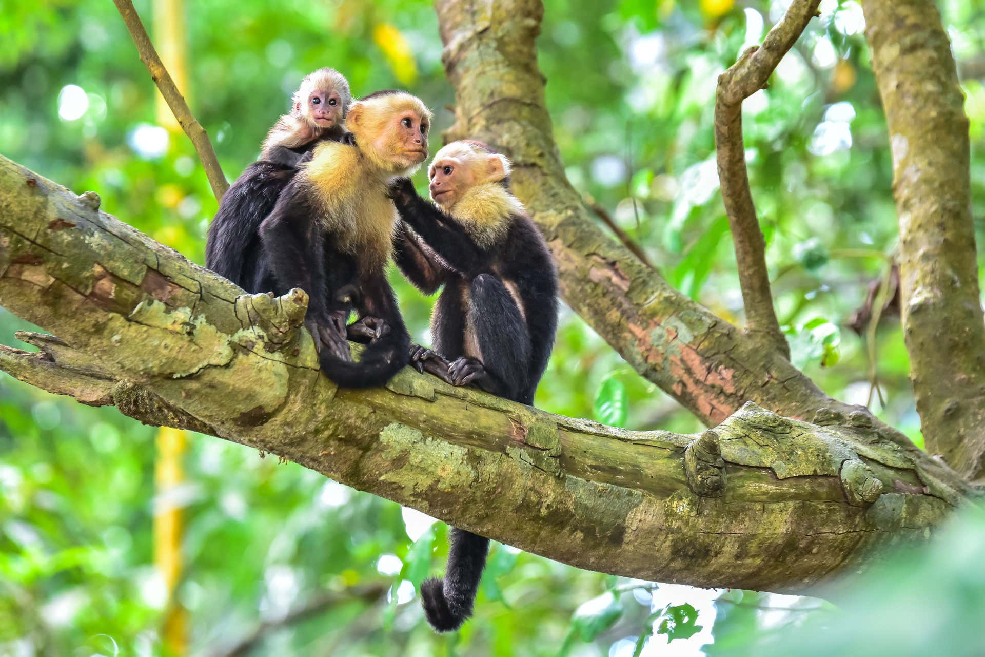 Escursione al Parco Nazionale Manuel Antonio