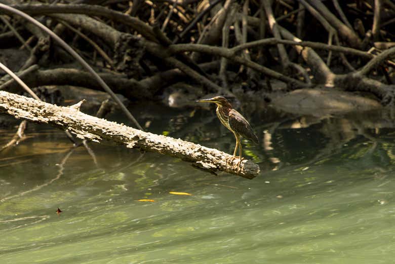 Conoceremos la fauna de la Isla Damas