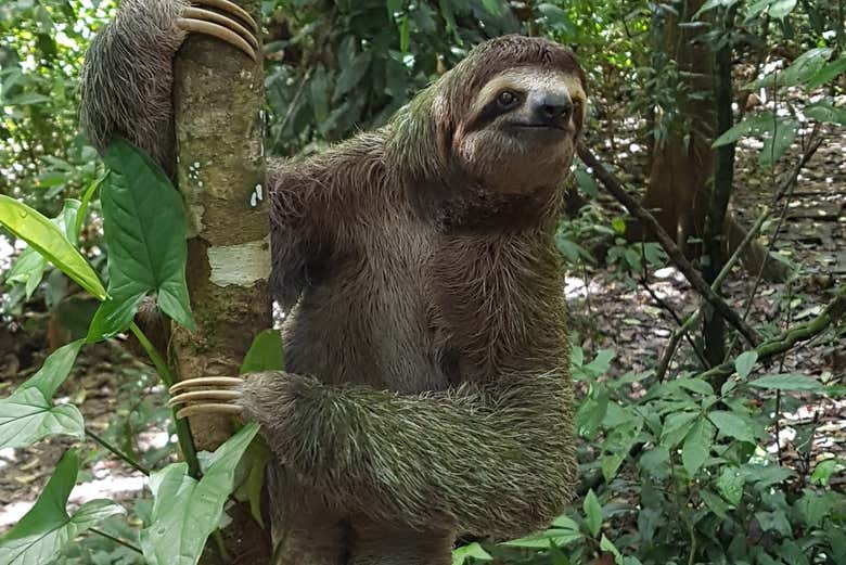 Sloth in the rainforest
