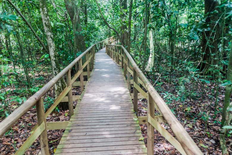 Ponte em meio à vegetação do Parque
