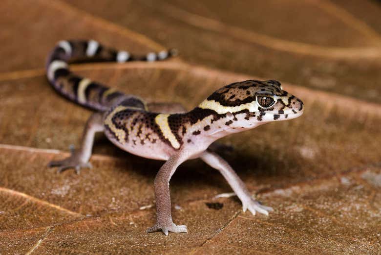 Lagarto en el Parque Nacional