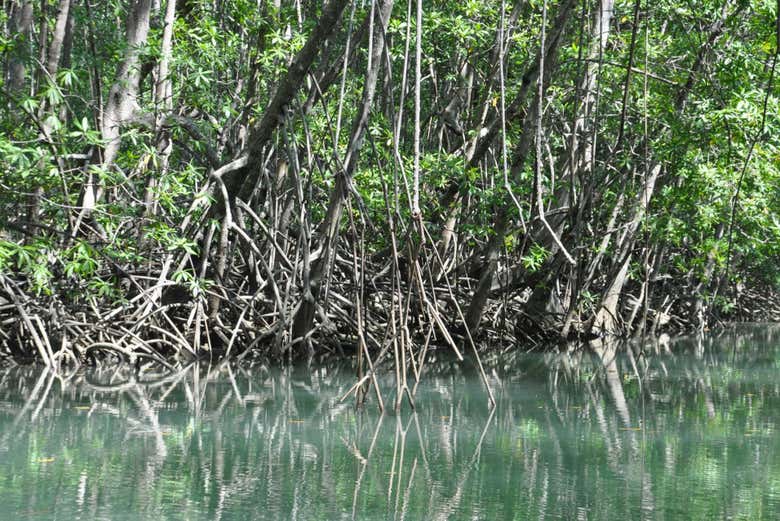 Mangroves on Isla Damas