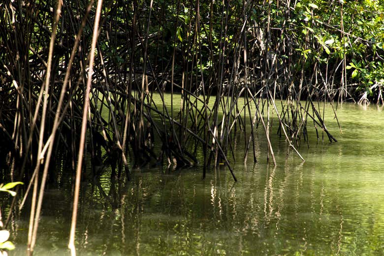 Manglares costarricenses
