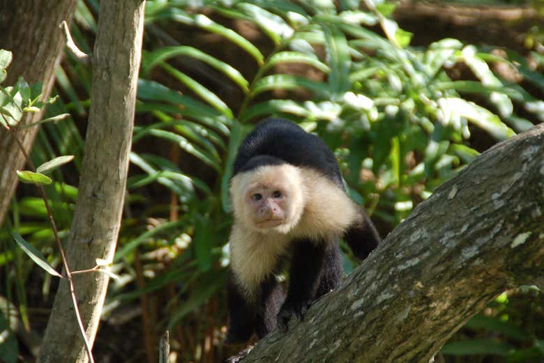 Un mono en la Isla Damas