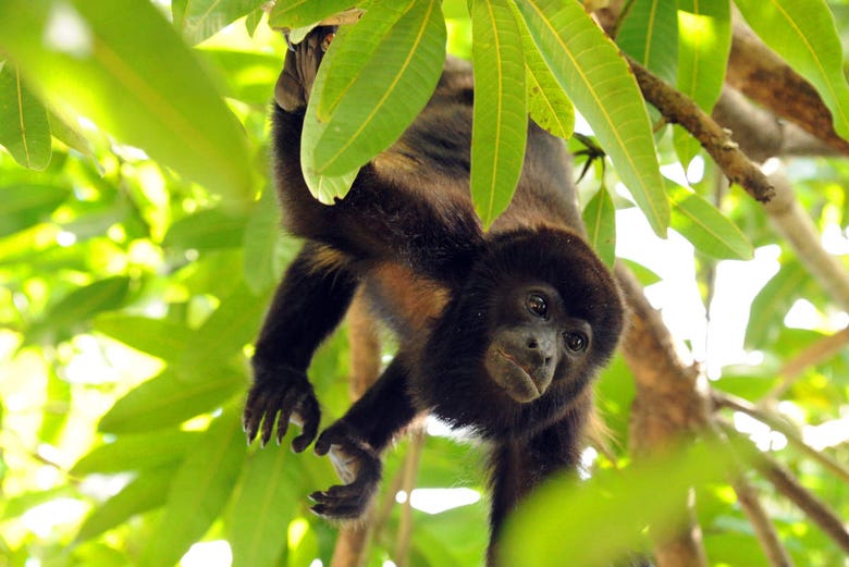 Mono en un árbol de la selva tropical costarricense