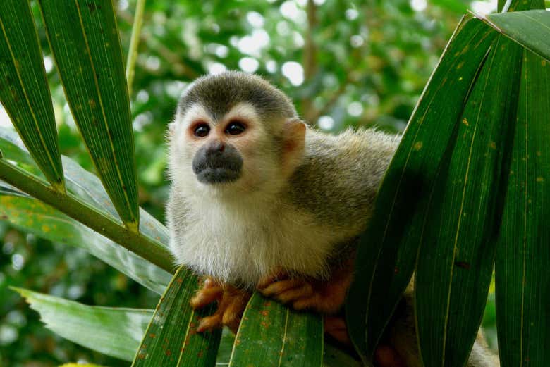 Macaco em árvore do Parque Nacional Manuel Antonio