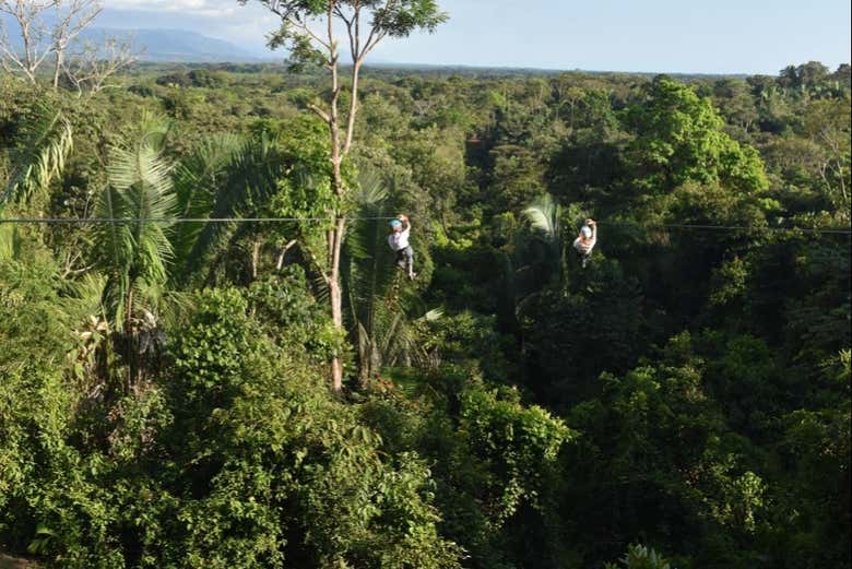 Rainforest landscapes