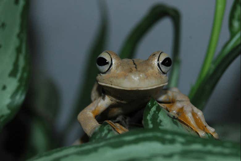 Conhecendo a fauna local