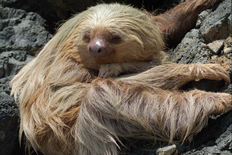 Desfrutando da excursão do Parque Nacional Manuel Antonio