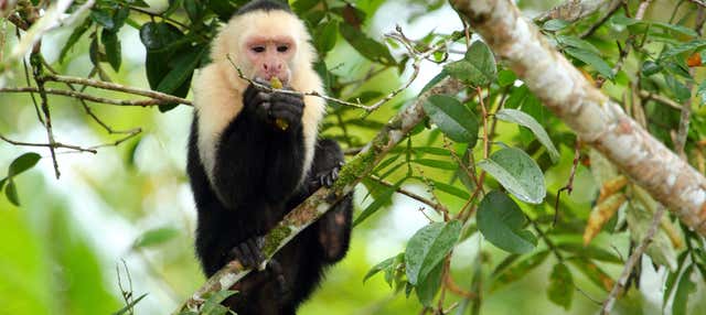 Excursión a Caño Negro