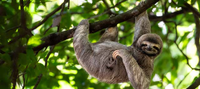 Visita ao Parque de Observação de Preguiças