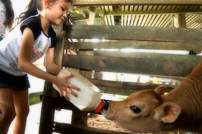Alimentando un ternero