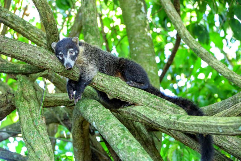 En un árbol del Parque Nacional Volcán Arenal