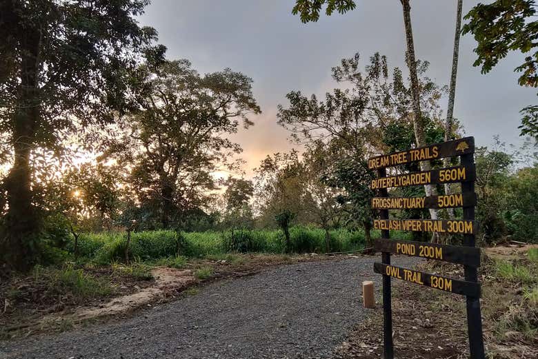 Un sendero en la finca DreamTree XP