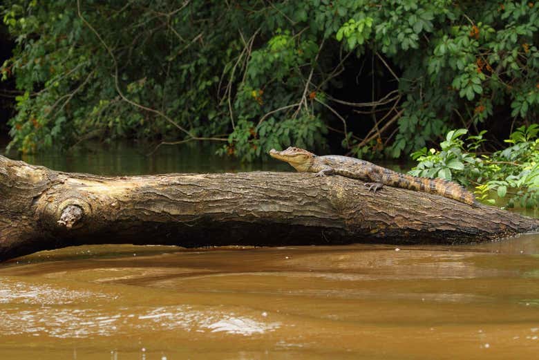 Crocodilo em Caño Negro