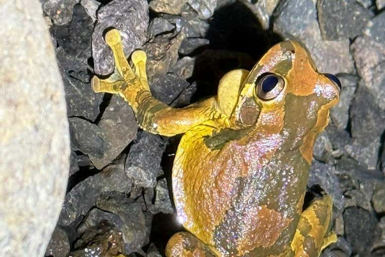 Una colorida rana en DreamTree XP