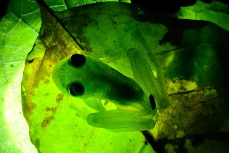 Impresionantes especies en DreamTree XP