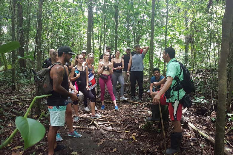 Explore the forest at the foot of the volcano