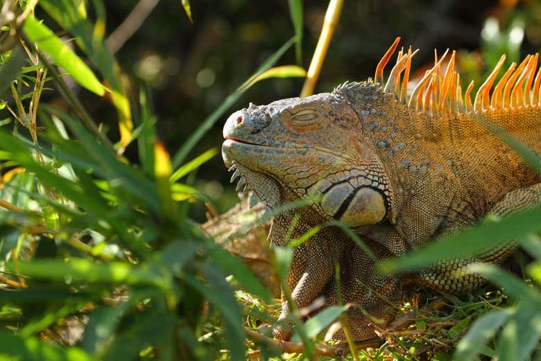 Iguana no refúgio