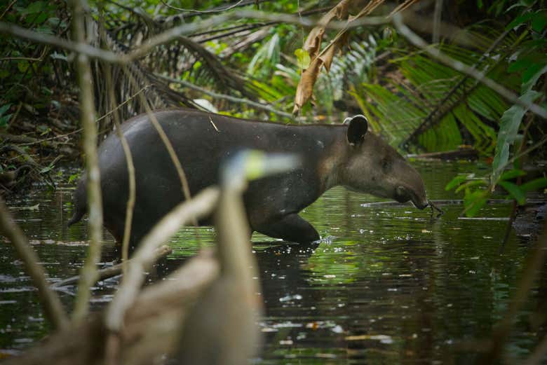 Descobrindo a fauna do rio
