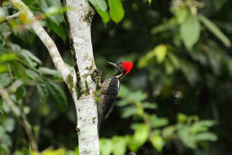 Fauna del Río Fortuna