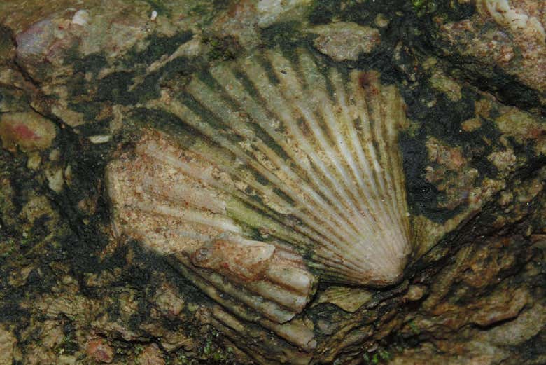 Fósiles en las cavernas