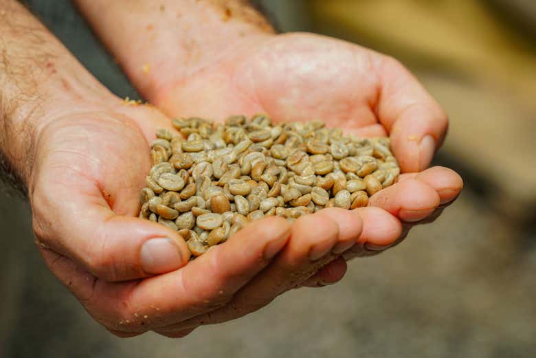 Cultivando o café da Costa Rica