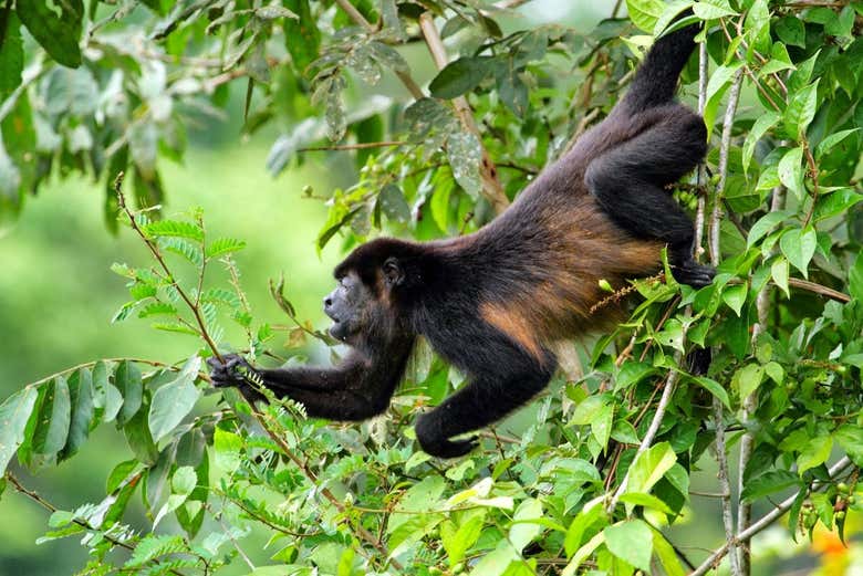 Macaco do bosque tropical