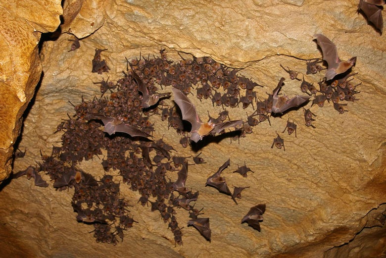 Morcegos nas cavernas