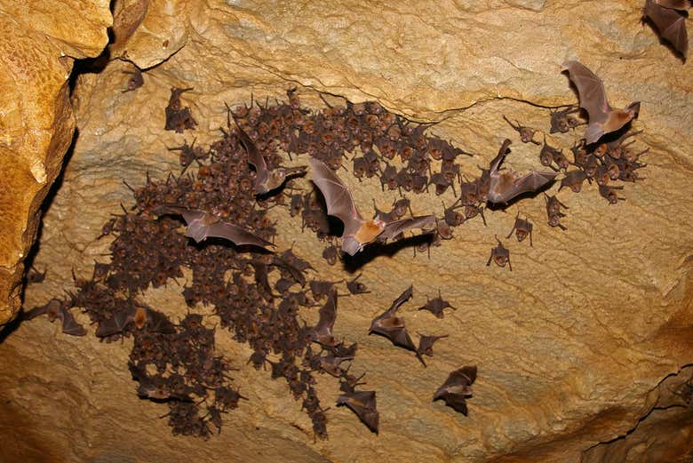 Murciélagos en las cavernas