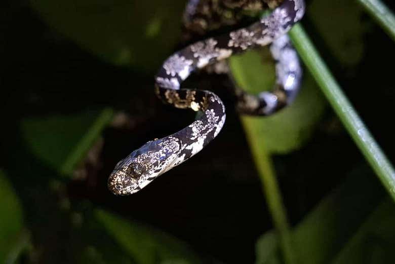 Durante el avistamiento de anfibios