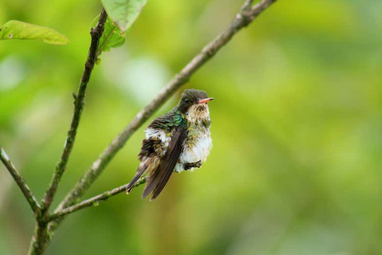Ave nativa do rio celeste