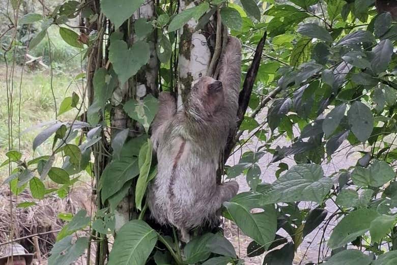 Un perezoso en un árbol en primer plano