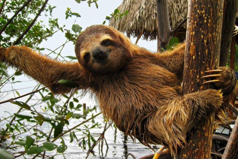A sloth in a tree in Costa Rica